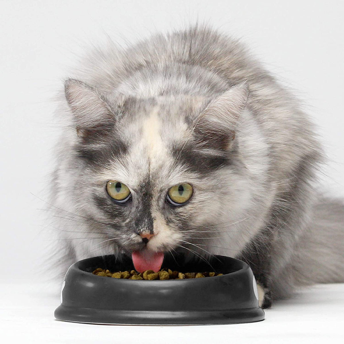 Grain Free Dry Cat Food Whitefish Kibble 2lb Bag Y45759