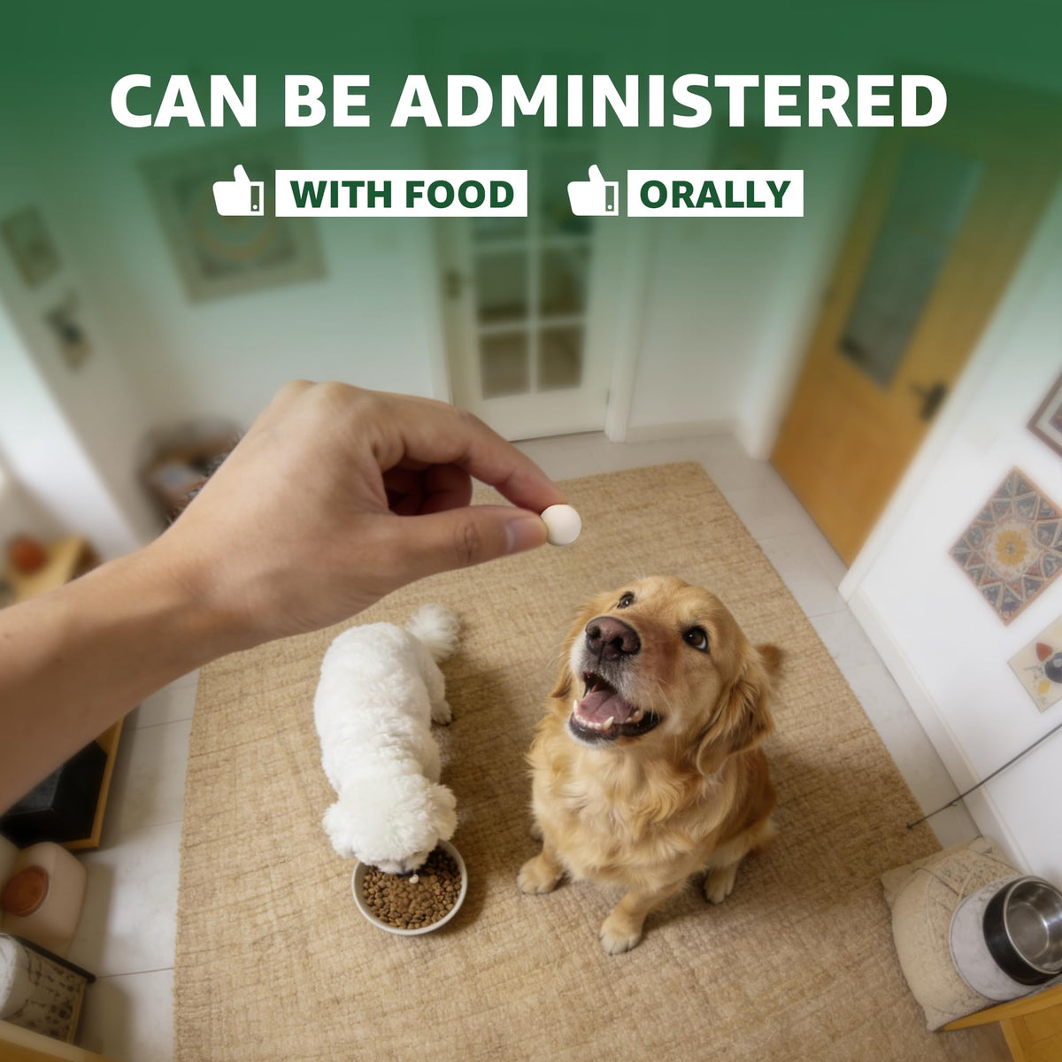 Dewormer for Dogs V638