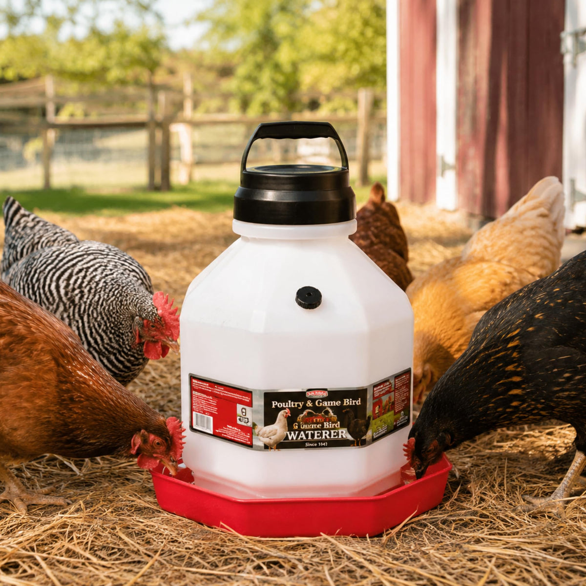 5 Gallon Translucent Plastic Poultry Waterer C772775